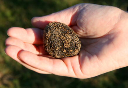 35 tonnes de truffes récoltées par an
