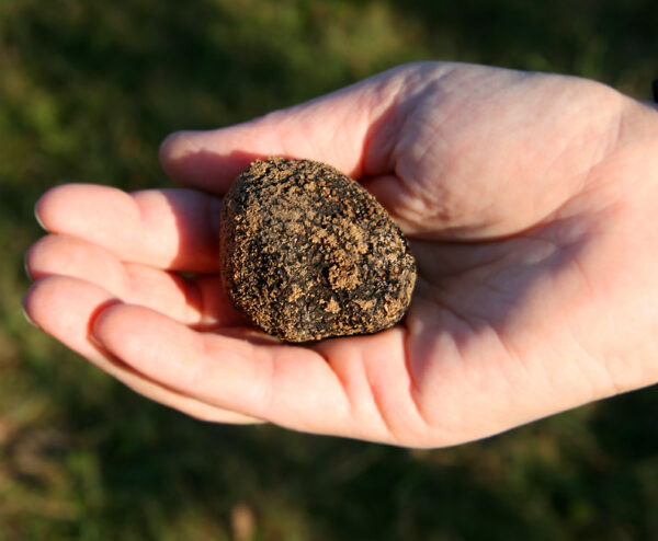 70 % des truffes noires sont récoltées dans le Sud-est de la France. © Couleur Lavande