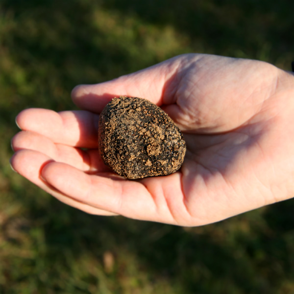 70 % des truffes noires sont récoltées dans le Sud-est de la France. © Couleur Lavande