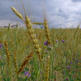 Le modèle TYFA prévoit d'augmenter de 30 % la production végétale en Europe. © Luc Legay