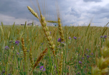 Oui, le bio peut nourrir l’Europe