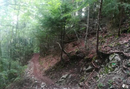 22 590 euros : en Haute-Savoie, une cagnotte permet de racheter une forêt
