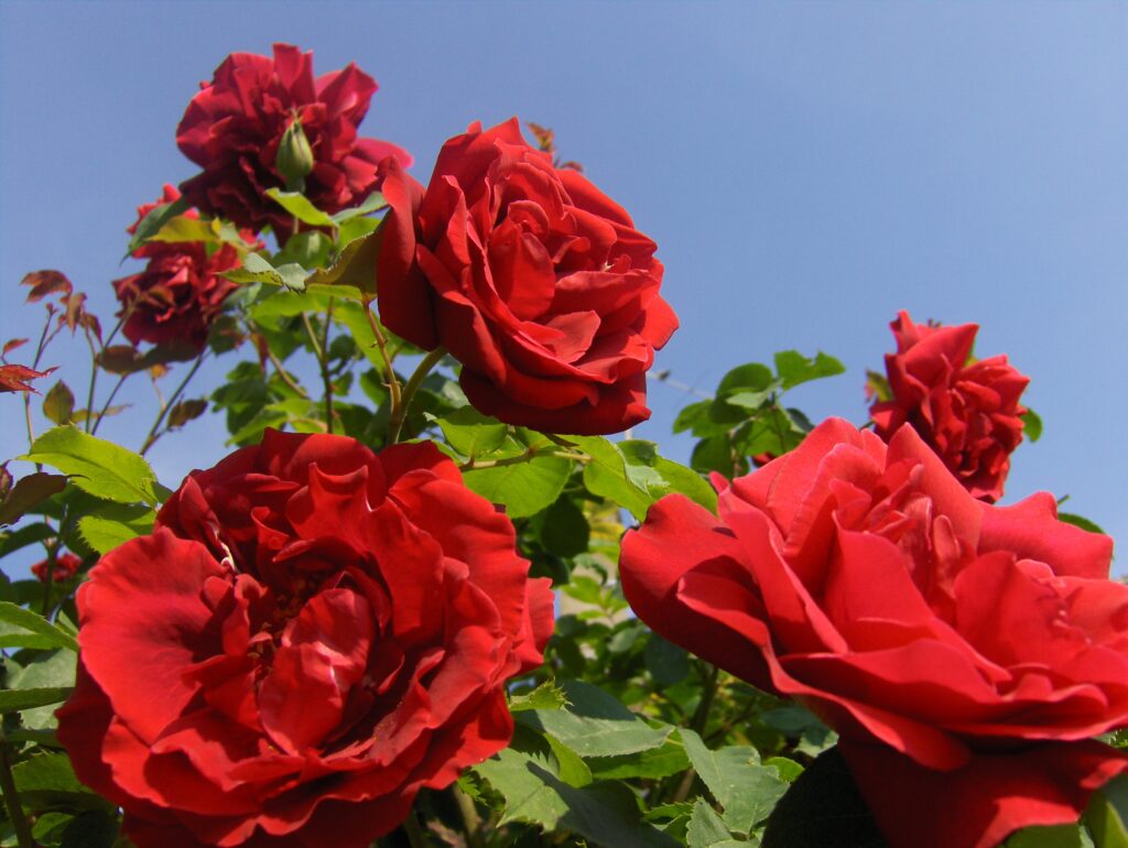 600 millions de roses sont vendues chaque année en France.