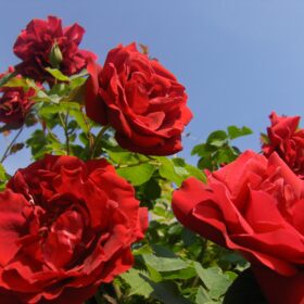 600 millions de roses sont vendues chaque année en France.