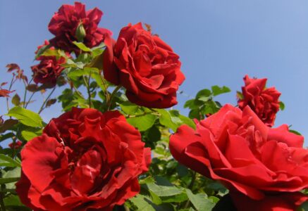 L’épineuse provenance des roses