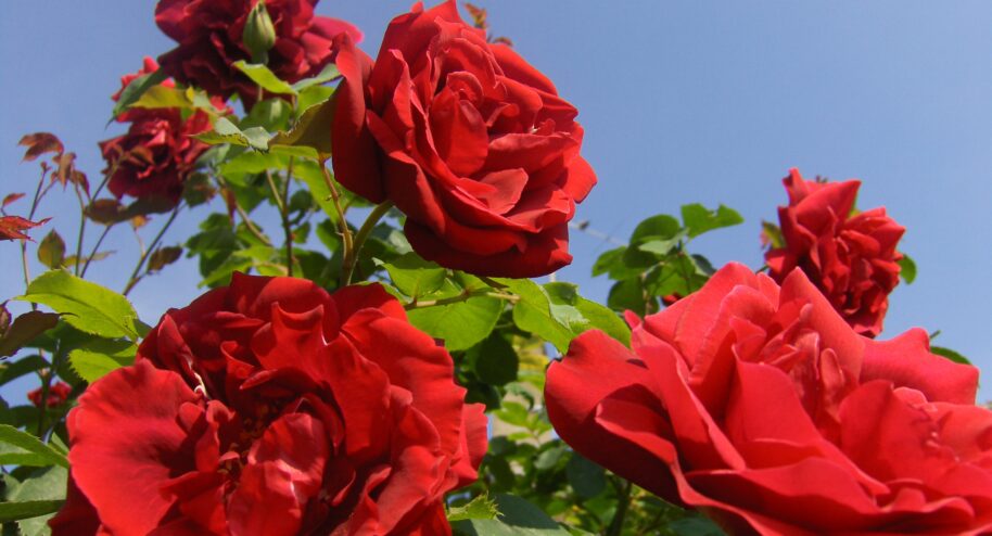 600 millions de roses sont vendues chaque année en France.