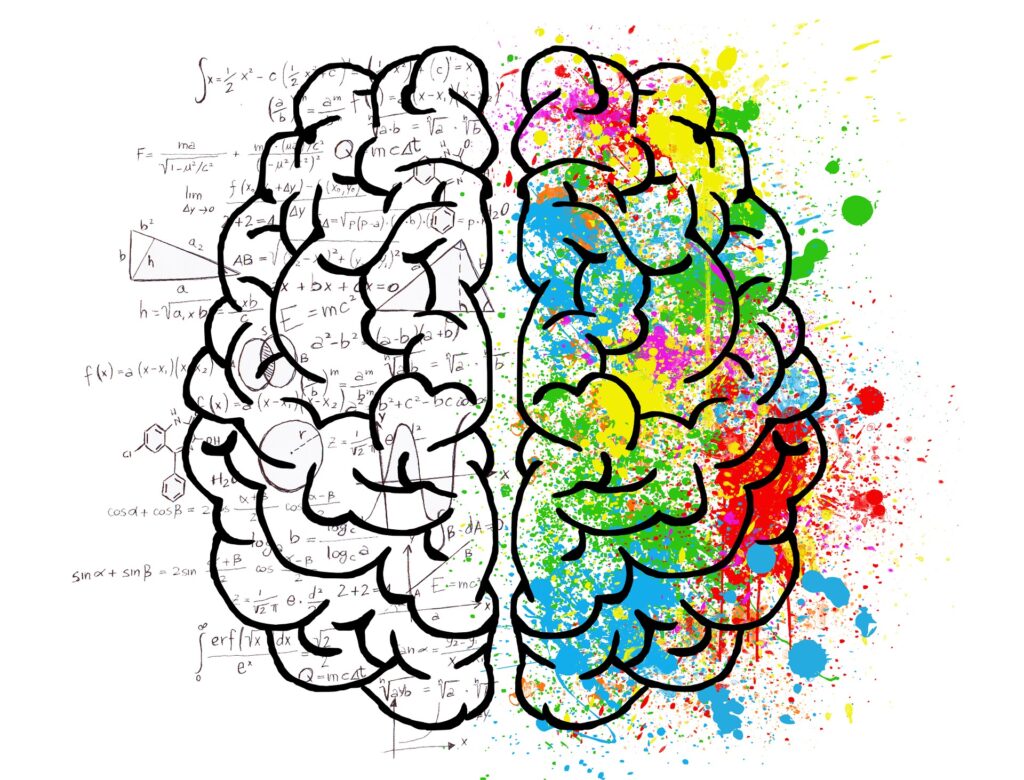 Les deux hémisphères de notre cerveau.