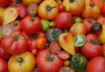 Pascal Antigny et son épatante collection de tomates