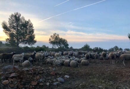 L’élevage est-il utile ?