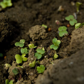 Nos sols sont de moins en moins riches en biodiversité. © Brian Boucheron