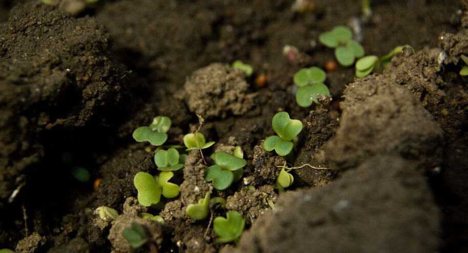 Nos sols sont de moins en moins riches en biodiversité. © Brian Boucheron