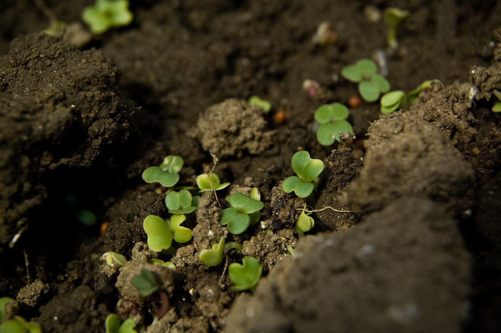 Nos sols sont de moins en moins riches en biodiversité. © Brian Boucheron