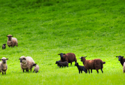 Les semelles en laine bio Peau de mouton