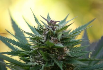 Santé : Et si on légalisait le cannabis thérapeutique ?