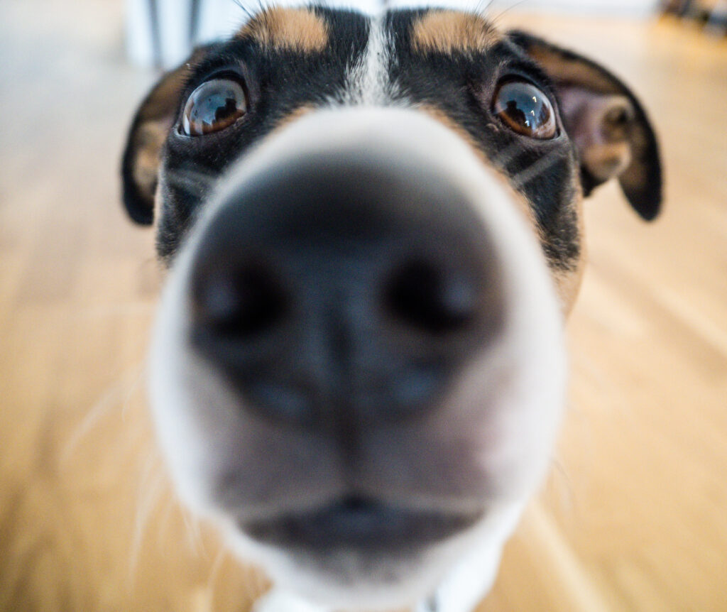Les chiens possèdent 200 millions de récepteurs olfactifs, contre cinq millions chez l'homme. © Georgie Pauwels