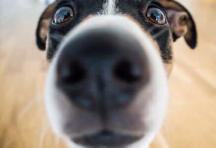 Ces chiens qui flairent la maladie