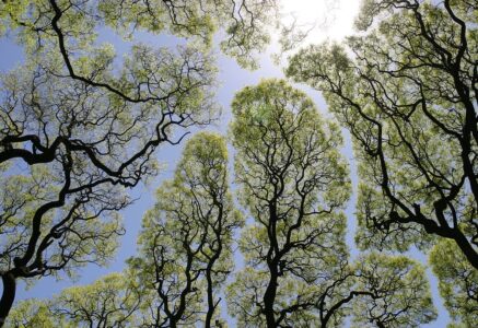 Timide comme un arbre