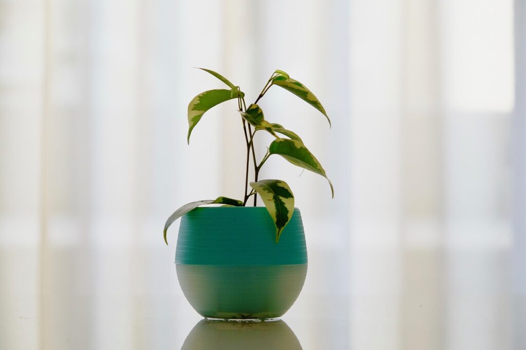 Les plantes ont des capacités dépolluantes en condition de laboratoire.