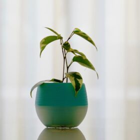 Les plantes ont des capacités dépolluantes en condition de laboratoire.