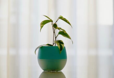 Les plantes dépolluantes : le vrai du faux