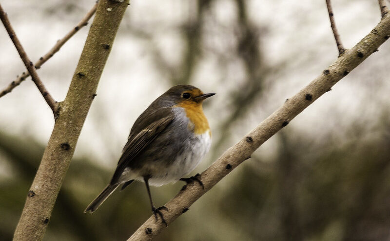 Il faut sauver nos oiseaux !, de Marc Duquet