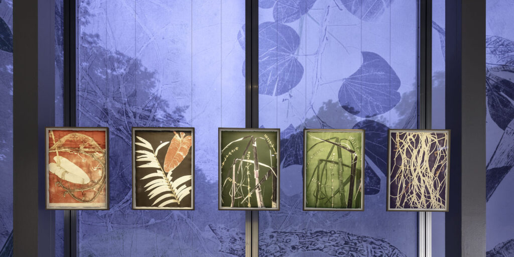 Nous les Arbres | Fondation Cartier pour l'art contemporain