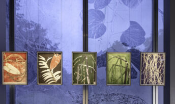 Nous les Arbres | Fondation Cartier pour l'art contemporain