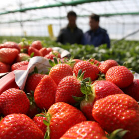 Environ 130 000 tonnes de fraises sont consommées en France chaque année. © Republic of Korea