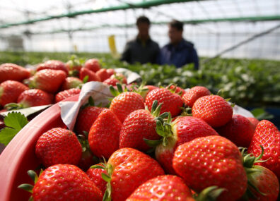 Elle ramène sa fraise en hiver