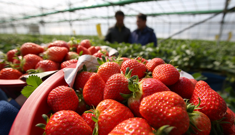 Environ 130 000 tonnes de fraises sont consommées en France chaque année. © Republic of Korea