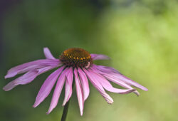 Coup de pouce médecine douce