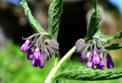 Coup de pouce médecine douce