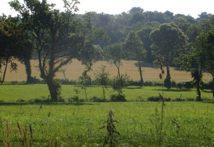 Le bocage breton va-t-il renaître ?
