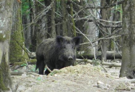 Pour ou contre la chasse ?