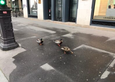 Moins de pollution, moins de bruit, plus d’animaux