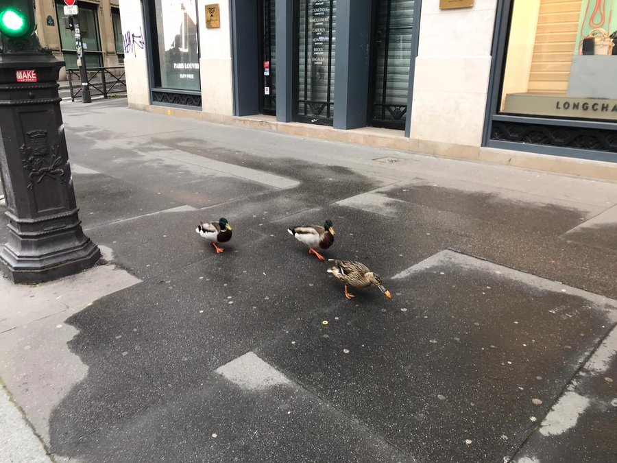 Des canards ont été aperçus dans les rues de Paris crédits Capture d'écran Twitter / Lucie Robequain