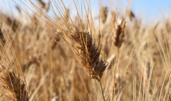 5000 tonnes de blé dur bio sont produites chaque année en France.