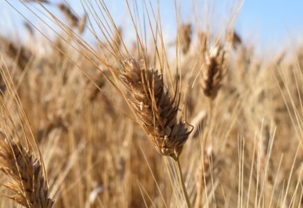 Seul 1,5 % du blé dur français en bio