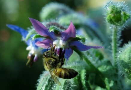 Vous pouvez protéger les abeilles en semant ces plantes mellifères