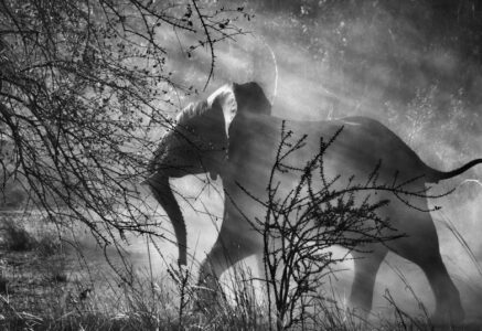Exposition Genesis de Sebastião Salgado