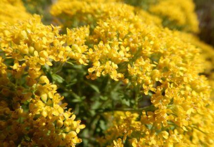 Des plantes dépolluantes guérissent les sols