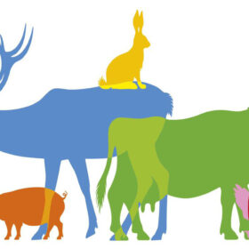 Référendum pour les animaux