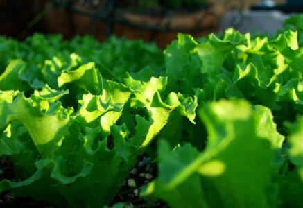 Petit potager d’hiver