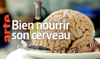 Bien nourrir son cerveau.