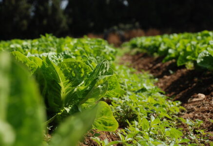 71,5 millions d’hectares, c’est la surface cultivée en bio dans le monde