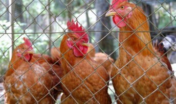 poulet