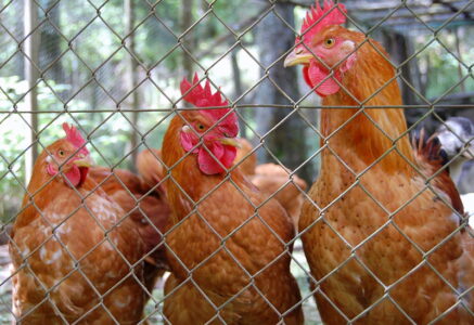 Les poulets importés, c’est 45 % des poulets consommés en France