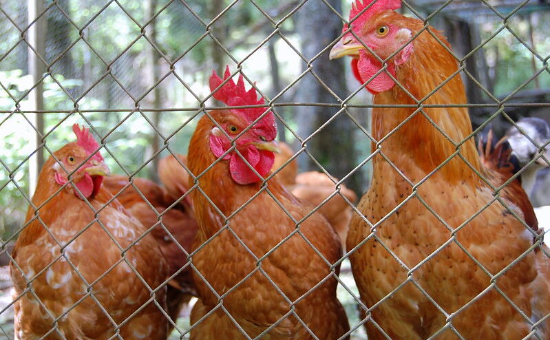 poulet