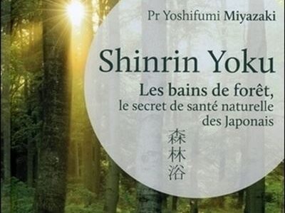 Le Shinrin Yoku, le pouvoir de guérison de la forêt