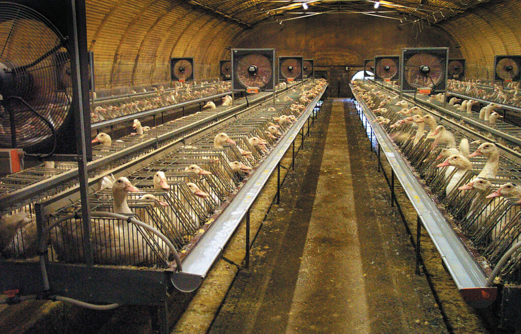 Salle de gavage canards